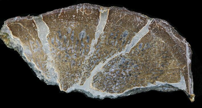 Polished Pliosaur (Liopleurodon) Bone - England #33254